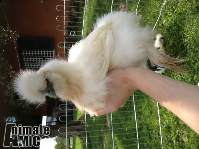 galline ornamentali varie razze | Foto 4