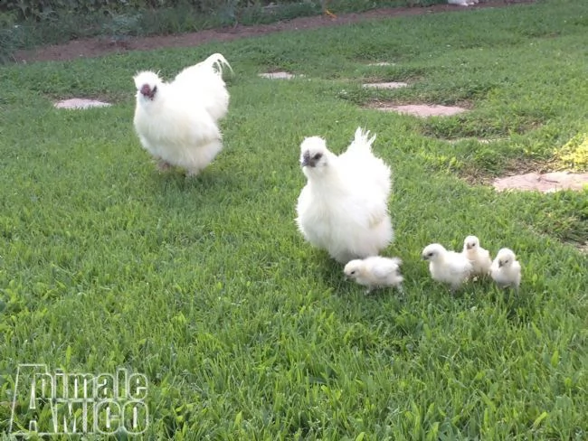 galline ornamentali varie razze | Foto 3