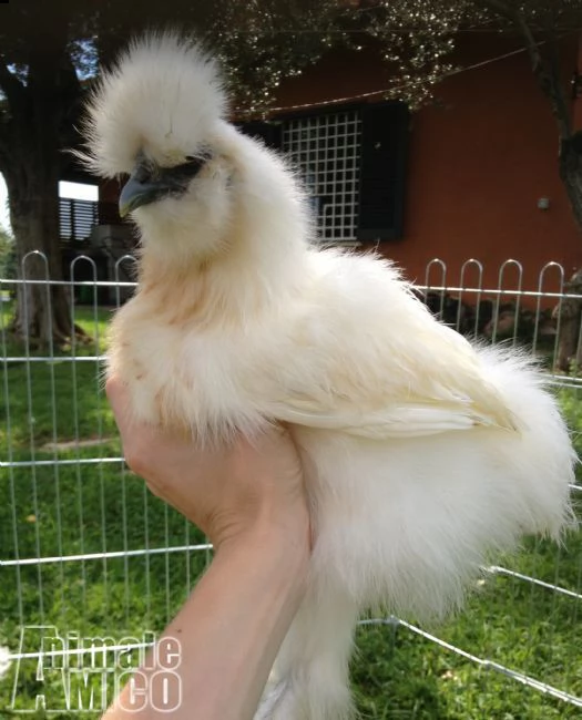 galline ornamentali varie razze | Foto 2