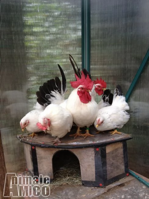 galline ornamentali varie razze | Foto 1