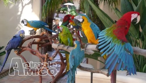 pappagalli riproduzione | Foto 0