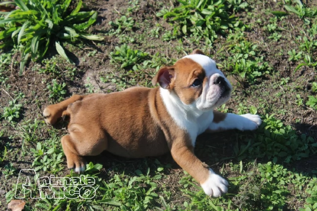 cuccioli di bulldog inglese