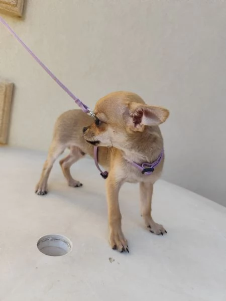 Cuccioli di chihuahua cercano casa
