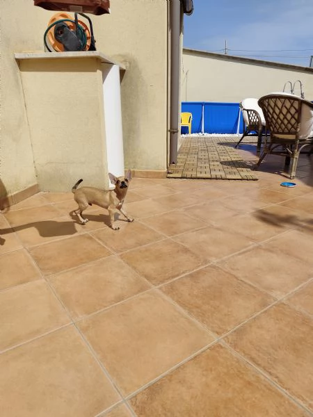 Cuccioli di chihuahua cercano casa | Foto 6