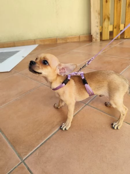 Cuccioli di chihuahua cercano casa | Foto 6