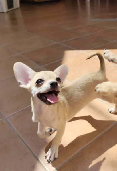 Cuccioli di chihuahua cercano casa | Foto 5