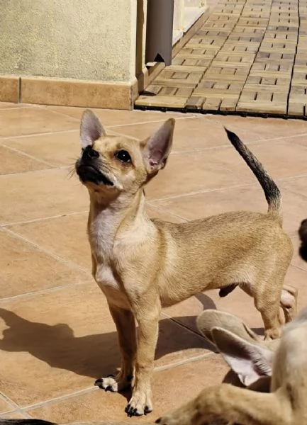 Cuccioli di chihuahua cercano casa | Foto 4