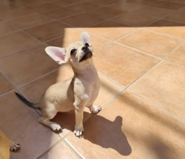 Cuccioli di chihuahua cercano casa | Foto 3