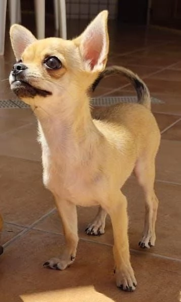 Cuccioli di chihuahua cercano casa | Foto 2
