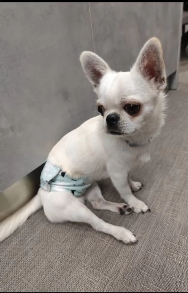 Cuccioli di chihuahua 