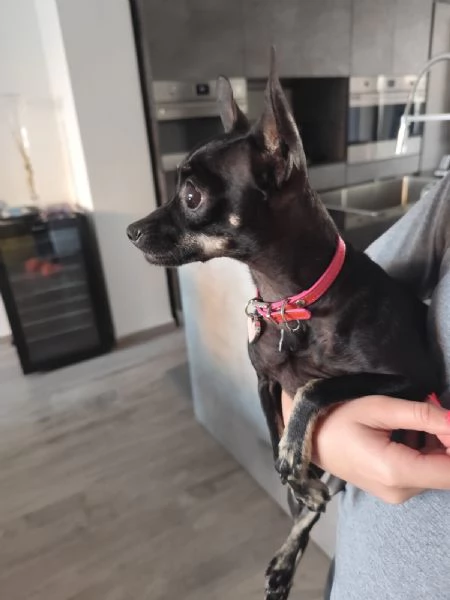 Cuccioli di chihuahua  | Foto 3