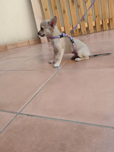 Cuccioli di chihuahua cercano casa | Foto 4
