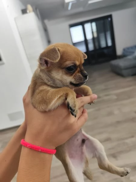 Cuccioli di chihuahua  | Foto 1