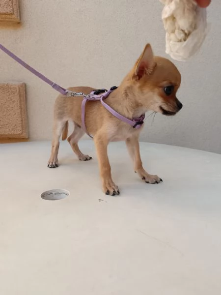 Cuccioli di chihuahua cercano casa | Foto 3