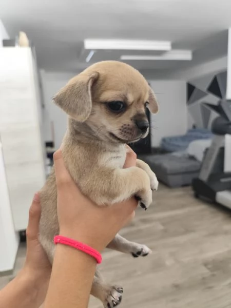 Cuccioli di chihuahua  | Foto 0