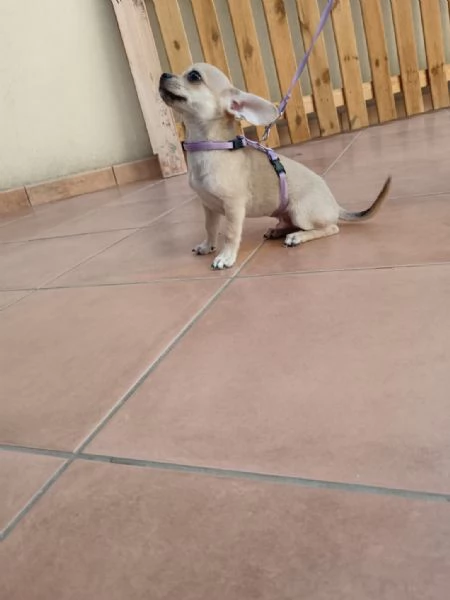 Cuccioli di chihuahua cercano casa | Foto 2