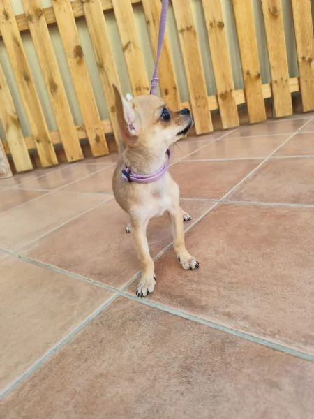 Cuccioli di chihuahua cercano casa | Foto 1