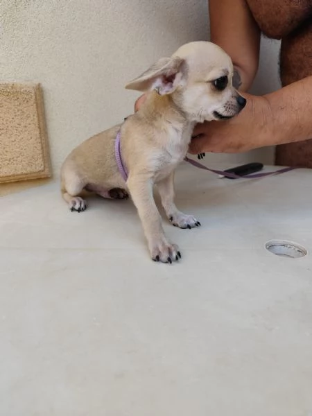 Cuccioli di chihuahua cercano casa | Foto 0