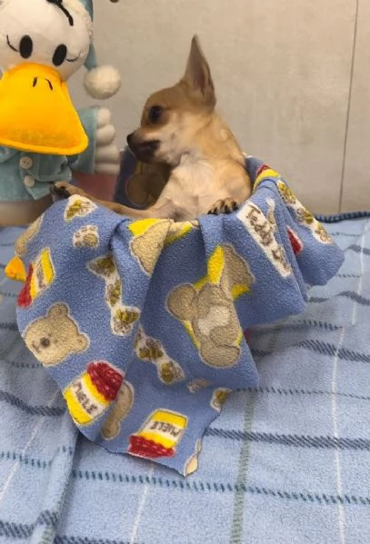 Cuccioli di Chihuahua  | Foto 0