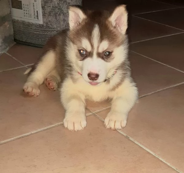 cucciola husky siberiani femmina 