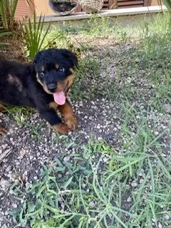 disponibili cuccioli 