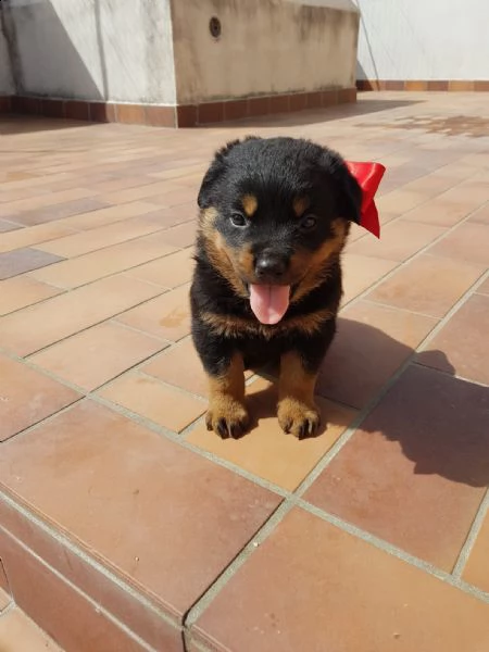 disponibili cucciolirottwailer 