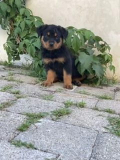 ultimo cucciolo rottweiler  | Foto 6