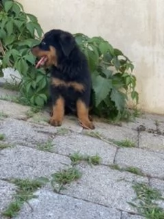 ultimo cucciolo rottweiler  | Foto 4