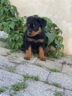 ultimo cucciolo rottweiler 