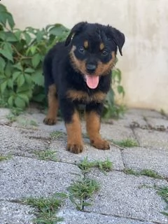 ultimo cucciolo rottweiler  | Foto 1