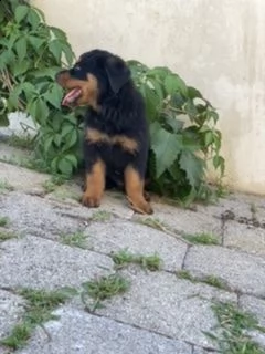 ultimo cucciolo rottweiler  | Foto 0