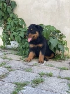 ultimo cucciolo rottweiler 