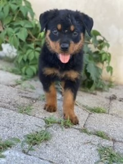 ultimo cucciolo rottweiler  | Foto 3