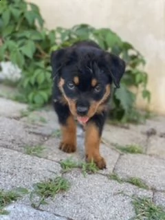 ultimo cucciolo rottweiler  | Foto 2