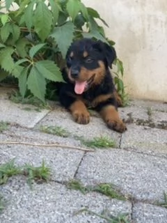ultimo cucciolo rottweiler  | Foto 1