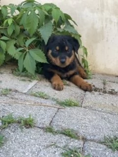 ultimo cucciolo rottweiler  | Foto 0