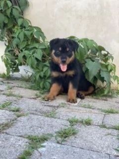 cuccioli rottweiler 