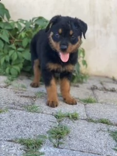 cuccioli rottweiler  | Foto 5