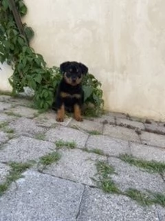 cuccioli rottweiler  | Foto 4