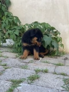 cuccioli rottweiler  | Foto 3
