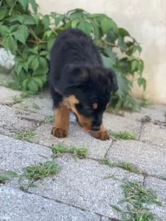 cuccioli rottweiler  | Foto 2