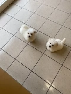 ultimo cucciolo di maltesi toy  | Foto 1