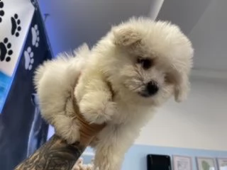 ultimo cucciolo di maltesi toy  | Foto 0