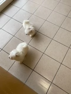 ultimo cucciolo di maltesi toy 