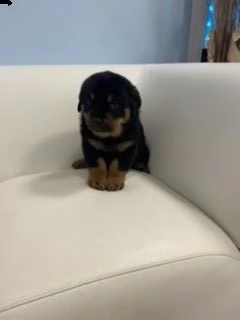 disponibili cucciolirottwailer  | Foto 2