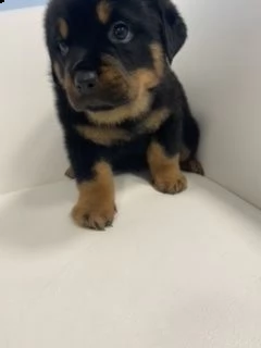 disponibili cucciolirottwailer  | Foto 1