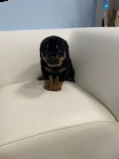 disponibili cucciolirottwailer  | Foto 0
