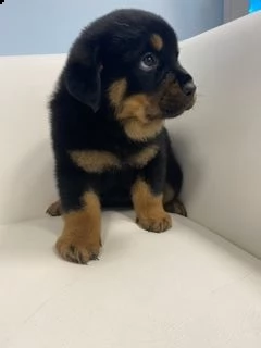 disponibili cucciolirottwailer 