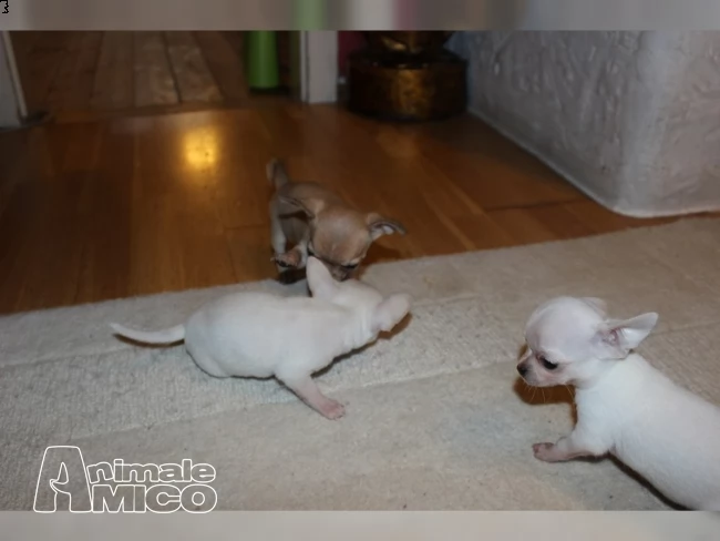 bellissimi cuccioli di chihuahua | Foto 1
