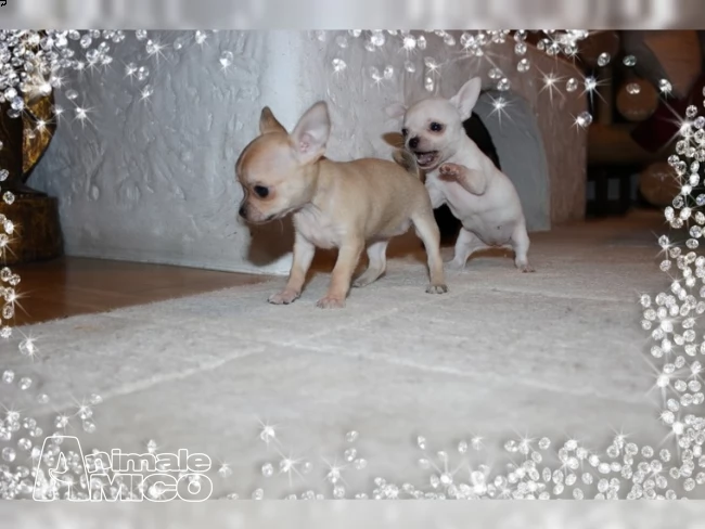 bellissimi cuccioli di chihuahua | Foto 0
